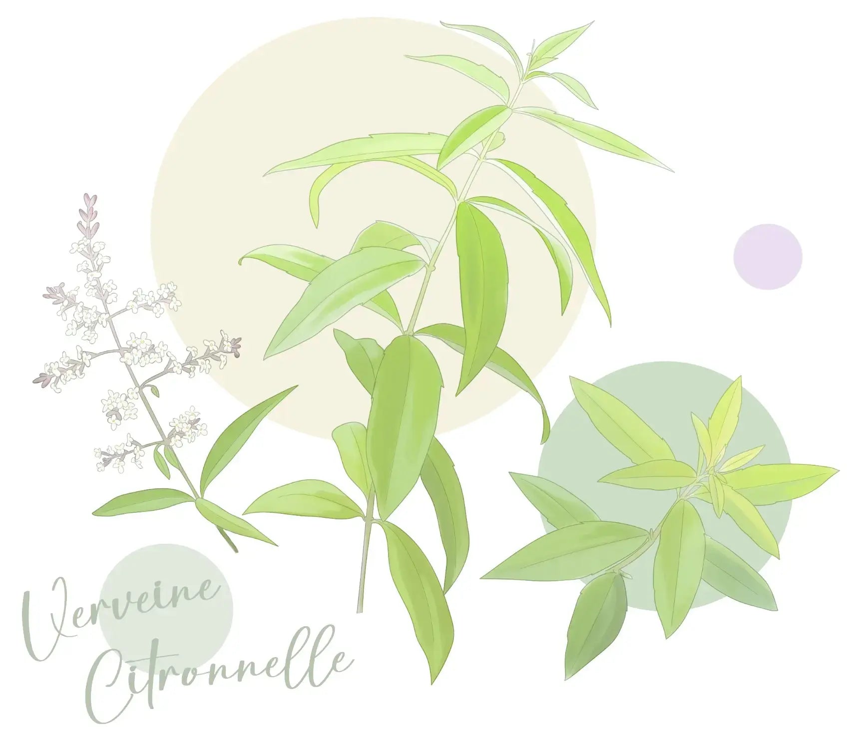 Verveine Citronnelle - Sticker mural Dywall